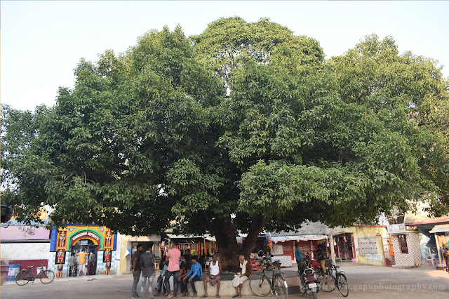 Baula Gachha near Khirachora Gopinath Temple, Remuna, Balasore, Odisha