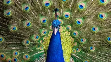 Pavo Real Común: Características, Hábitat, Alimentación y Reproducción de esta Ave Emblemática - Datos Curiosos y Cómo Diferenciar Machos de Hembras