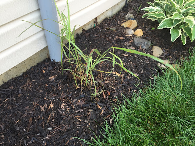 Shenandoah Switch Grass