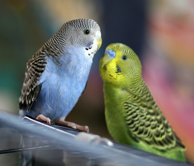 Parakeet Bird Pictures