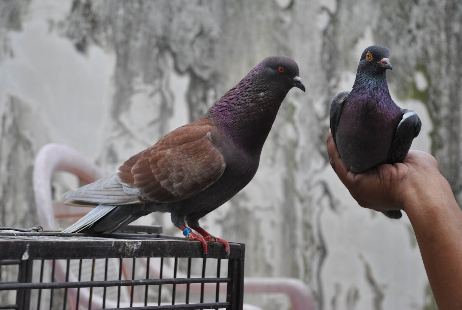 Burung Merpati Tinggian Jogja