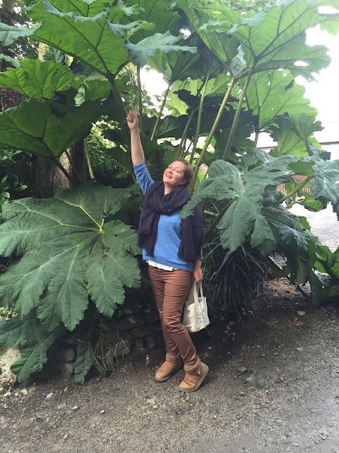 Gunnera, Tregenna Castle, St Ives, Cornwall photo by modernbricabrac