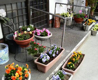 お店の前の花