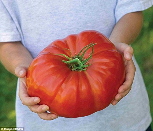 GIGANTOMO F1 - 12 FINEST SEEDS - WORLDS LARGEST BEEFSTEAK