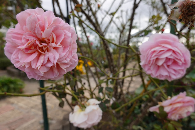 鳥取県米子市別所 こばやしバラ園 バラ（薔薇）