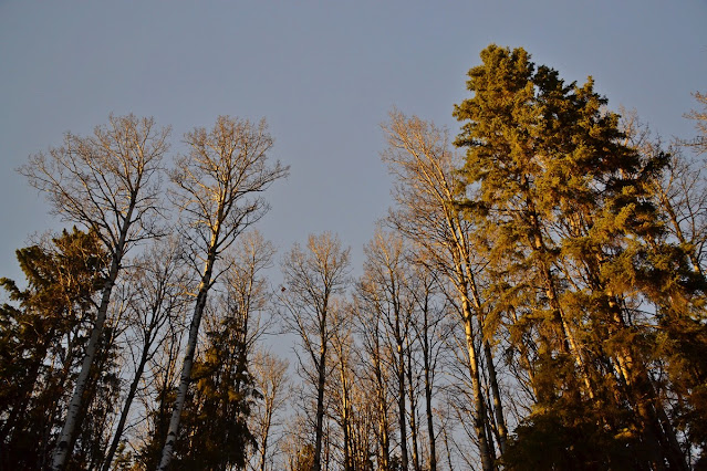 boreal forest, Alberta, animist, cohanmagazine.blogspot.com