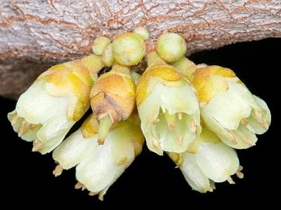 Flowers Pouteria sapota