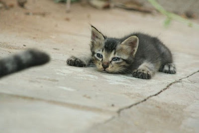  Best Of Cats Chillin’ Seen On lolpicturegallery.blogspot.com