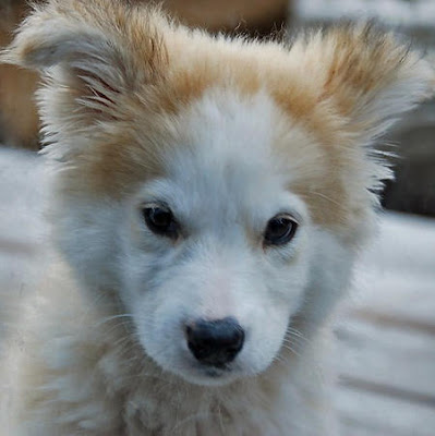 Golden Retriever and Husky Mix Puppies