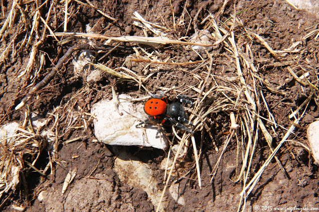 Eresus kollari ou l'Érèse coccinelle Mâle, Aout 2015, Réalon, Alt. 2000m