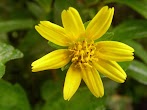 Bunga Matahari Kecil Warna Warni - Jual Bibit Bunga Melapodium Kuning (Matahari Kecil) - Kota ... : Bunga matahari atau biasa disebut sunflower tidak hanya memiliki bentuk mirip dengan matahari, tetapi pertumbuhannya juga sangat bergantung pada intensitas sinar matahari.