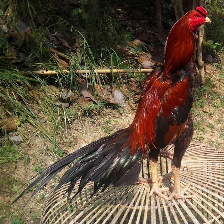  Ayam  Bangkok  Ekor Lidi KING ROOSTER FARM