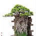 merawat tanaman bonsai di rumah / pengetahuan bagi pemula