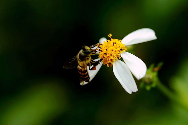 honey bee & flower