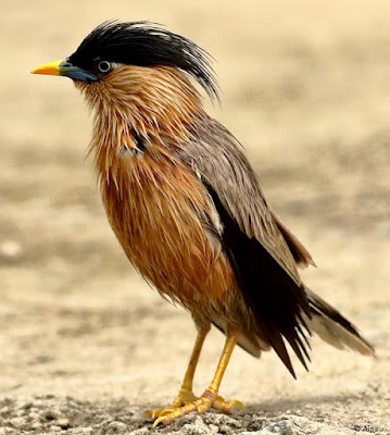 "Brahminy Starling - Sturnia pagodarum, sitting on the road over a manhole."