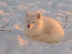 Funny animals of the week - 7 February 2014 (40 pics), snow fox curls up in snow