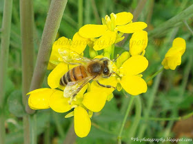 Canola flowers