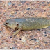 A fish that can walk and breath on land!