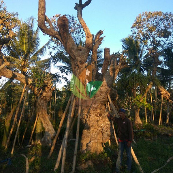 Jual Pohon Kamboja Fosil Raksasa Harga Murah