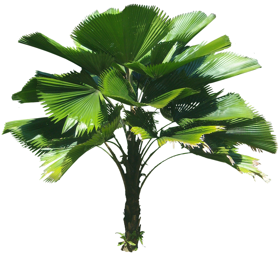 Licuala grandis Ruffled fan palm