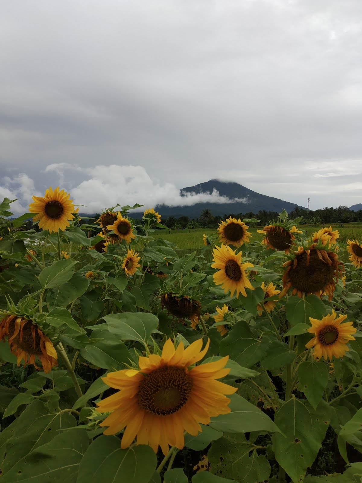 Wisata Pandeglang Taman Bunga / Taman Bunga Di Pandeglang Banten - Laco Blog - Inilah tempat ...