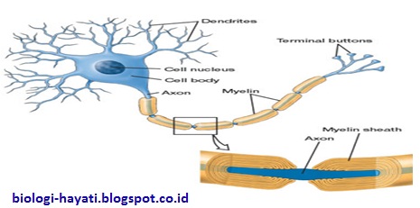 Struktur Myelin dan Nodus Ranvier