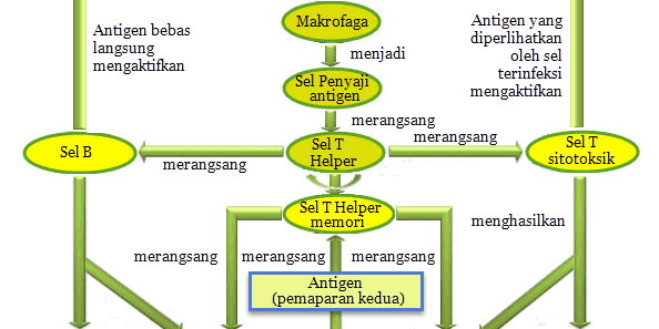 Sistem Pertahanan Tubuh Manusia