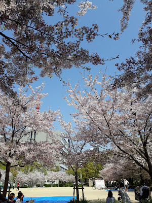 Sakura Hanami Utsubo Park Osaka 