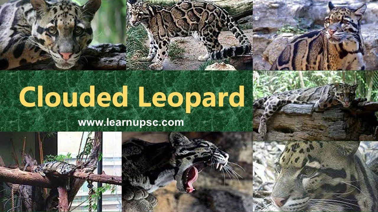 Clouded Leopard