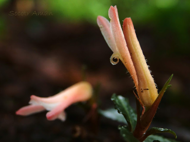 Goodyera biflora