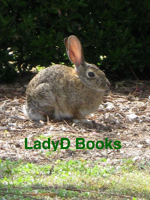 Bunny: LadyD Books