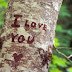 I Love You On Tree