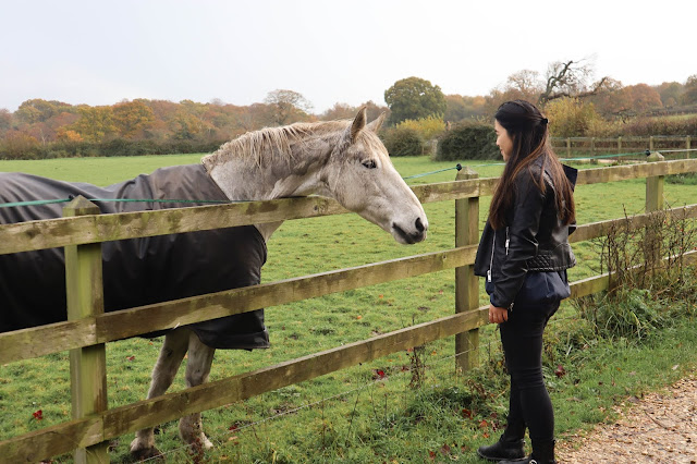 Visiting New Forest Park National Park