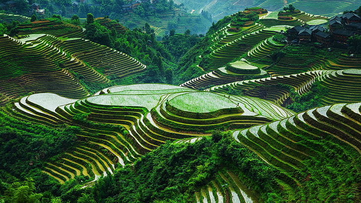 rice 6000 years old in china
