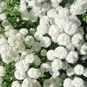 This guide to white flowers will show you the best selection of white . (white flowers)