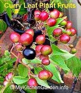 Curry Leaf  Plant Seeds, Berries Fruits