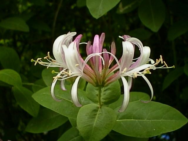 types of flowers to plant Honeysuckle Flower | 640 x 480