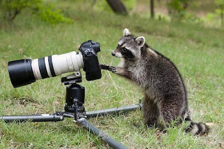 Funny Animals With Camera