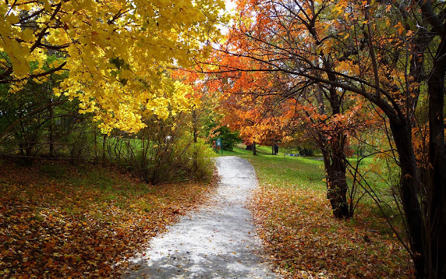 Forest trail Wallpaper HD