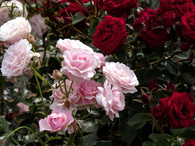 Rose garden_Ofuna Botanical Garden (Kamakura)