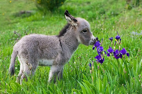 Funny animals of the week - 14 February 2014 (40 pics), donkey smells flowers