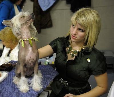 Backstage At The 135th Annual Westminster Dog Show Seen On www.coolpicturegallery.us