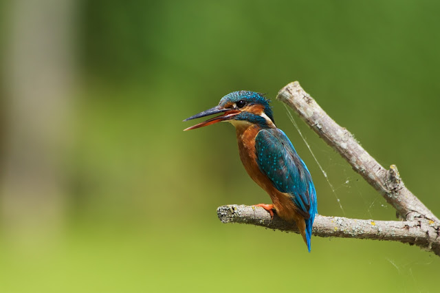 Common Kingfisher छोटा किलकिला, राम चिरैया, शरीफन, निता मछराला  (Alcedo atthis)