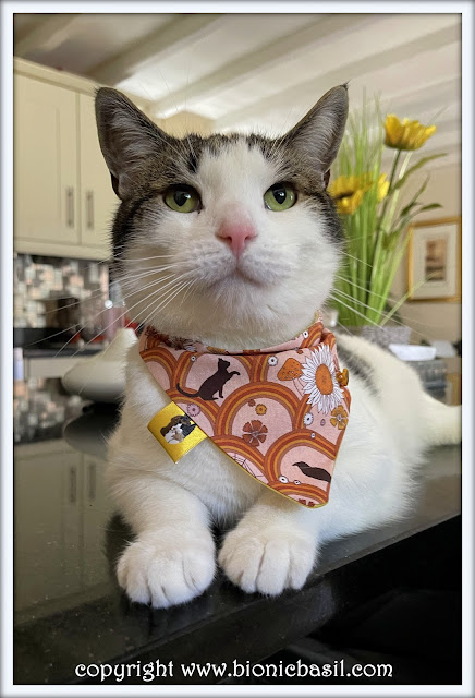 The BBHQ Midweek News Round-Up ©BionicBasil® Melvyn Modelling The Cats, Bats and Ravens Bandana