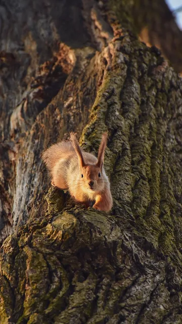 Imagem de Esquilo Vermelho no Tronco de Árvore