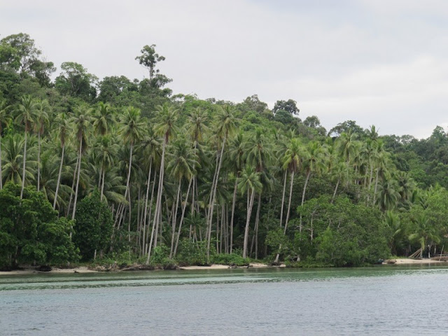 Pohon-pohon kelapa yang berjejer di pinggir pantai