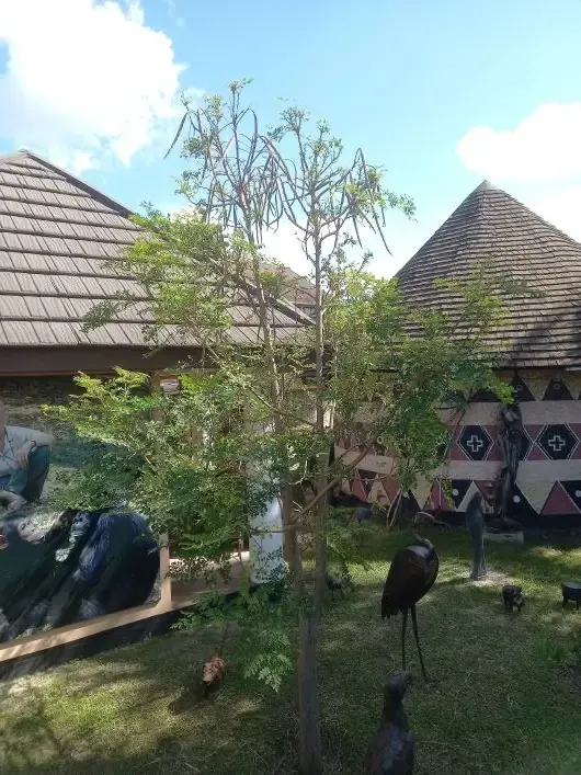 Durmstick Tree