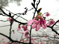 淡水楓樹湖「巨石花園」賞木蓮花 (木蘭） / 桃花源 百年古厝「石頭屋」秘境賞櫻