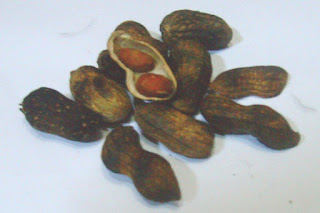Kacang Khas Jepara 