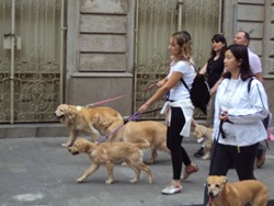 Cãonhecendo São Paulo (72)